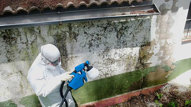 Mold Removal service in Potomac